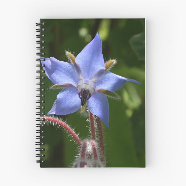 Item preview, Borago officinalis designed and sold by BirgitOehmig.