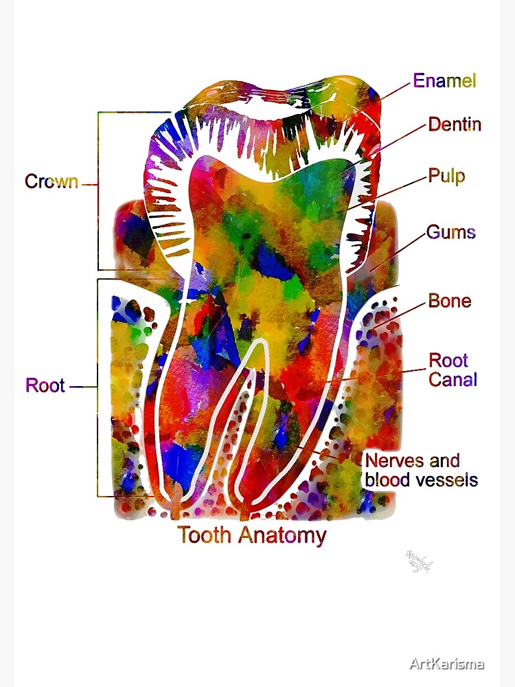"Tooth Anatomy with labels, Dentist, Vet, Medical, Medical trainee ... Biology Diagrams