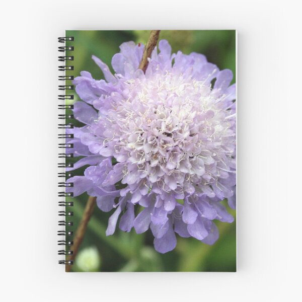 Item preview, Allium schoenoprasum designed and sold by BirgitOehmig.