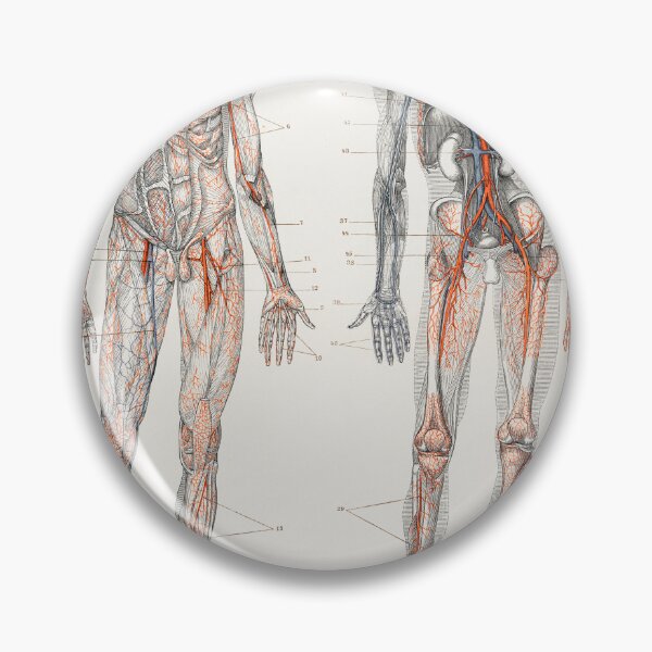 Item preview, Human Blood Vessels and Cardiovascular System Educational Chart Vintage Anatomy designed and sold by POSTERAMALA.