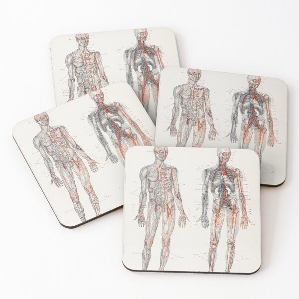 Item preview, Human Blood Vessels and Cardiovascular System Educational Chart Vintage Anatomy designed and sold by POSTERAMALA.