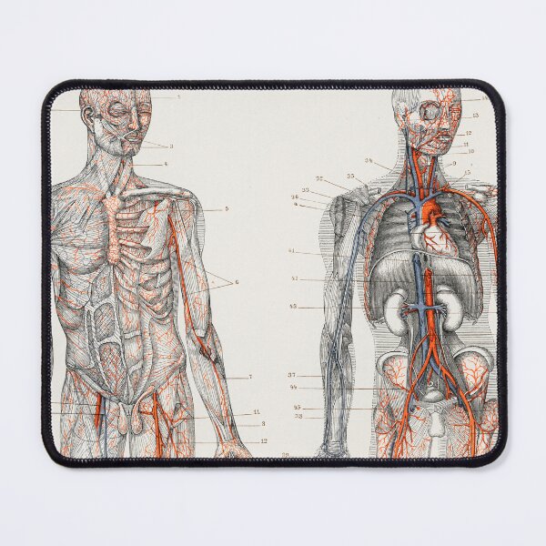 Item preview, Human Blood Vessels and Cardiovascular System Educational Chart Vintage Anatomy designed and sold by POSTERAMALA.