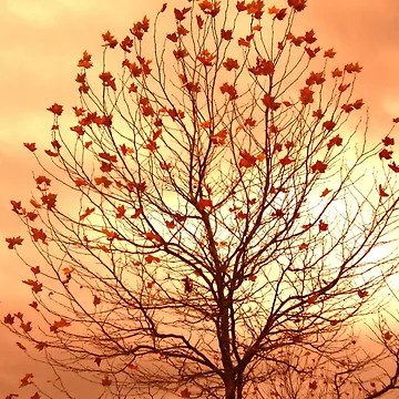 Artwork thumbnail, AutumnTree by Roswitha Lorz