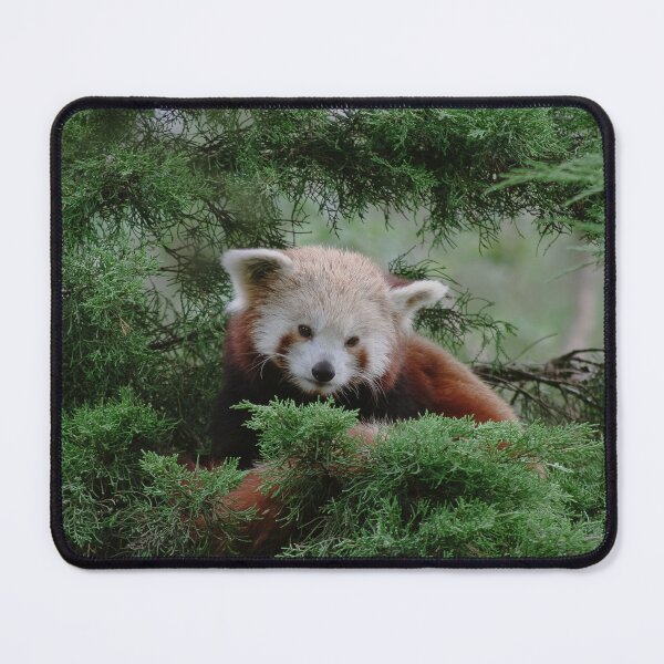 Item preview, Red Panda in Tree designed and sold by Theo van Es.