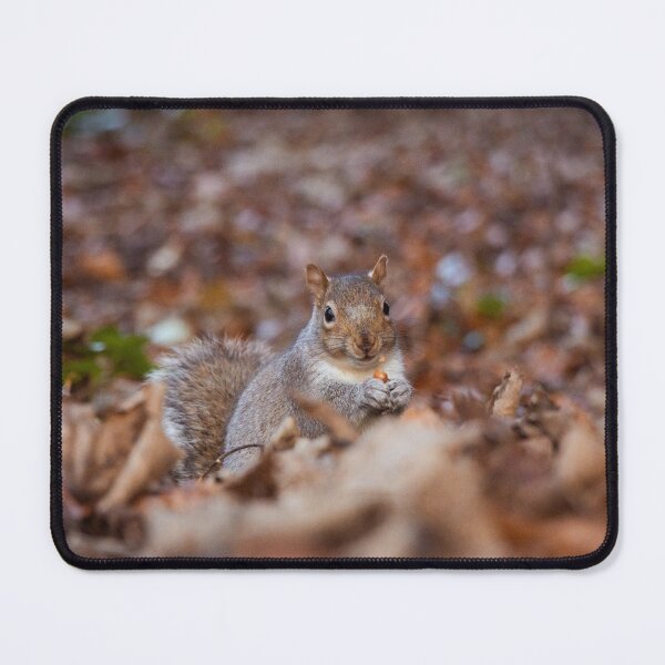 Item preview, Nutty squirrel (autumn) designed and sold by Theo van Es.