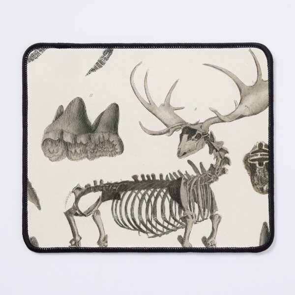 Item preview, Various Animals Bone Structure Vintage Anatomy Educational Chart designed and sold by POSTERAMALA.