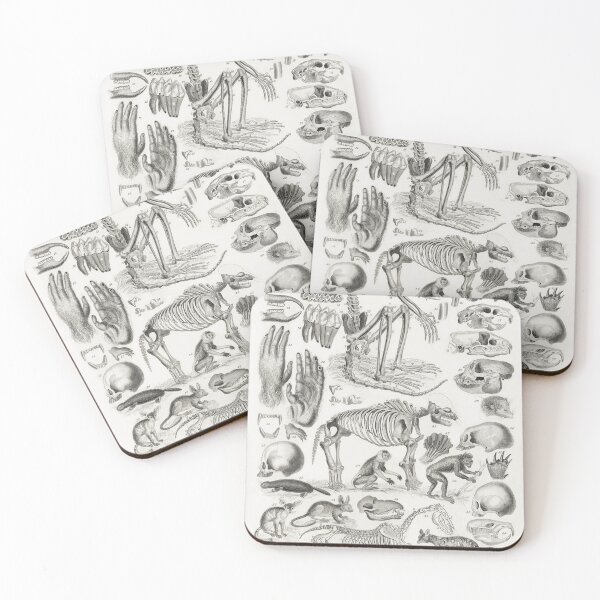 Item preview, Copy of Various Animals Bone Structure Vintage Anatomy Educational Chart designed and sold by POSTERAMALA.