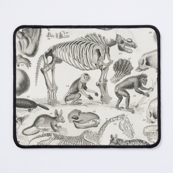 Item preview, Copy of Various Animals Bone Structure Vintage Anatomy Educational Chart designed and sold by POSTERAMALA.