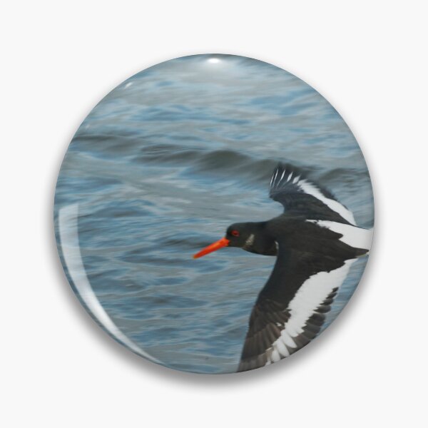 Item preview, Oystercatcher flying designed and sold by andrewsaxton.