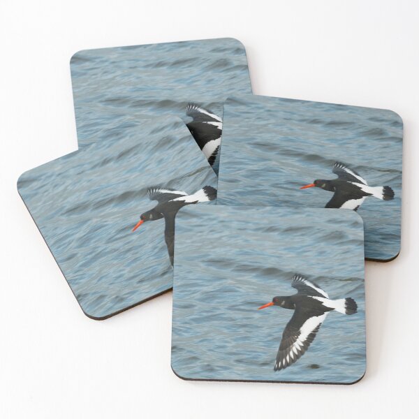 Item preview, Oystercatcher flying designed and sold by andrewsaxton.