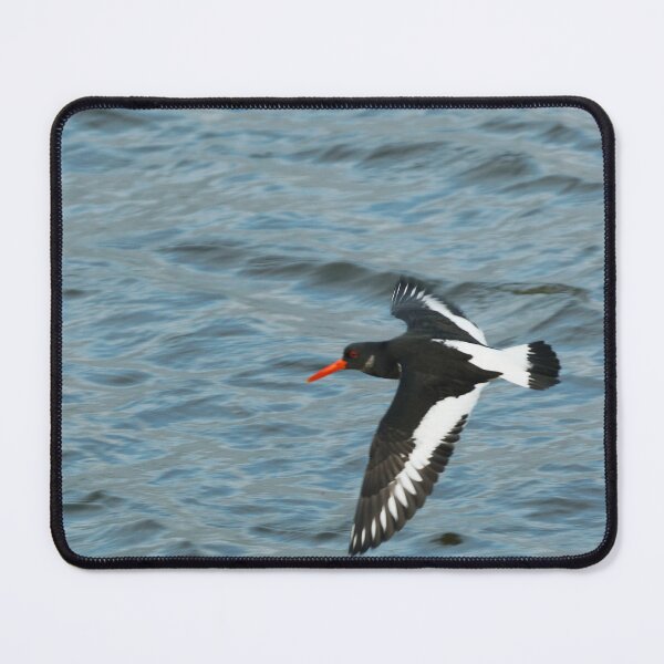 Item preview, Oystercatcher flying designed and sold by andrewsaxton.