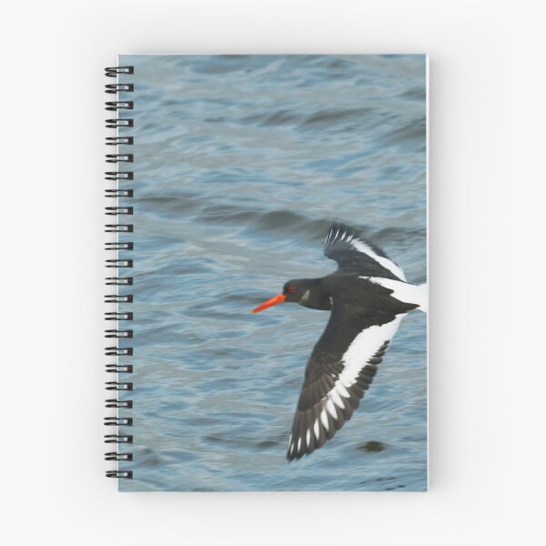 Item preview, Oystercatcher flying designed and sold by andrewsaxton.