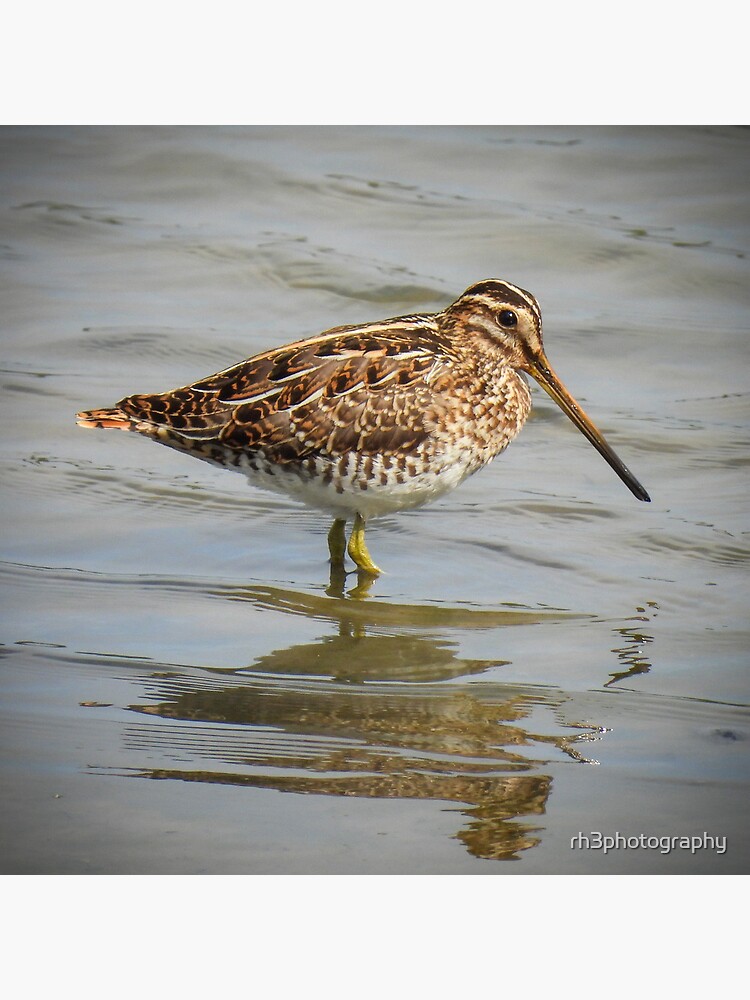 "Snipe" Poster by rh3photography Redbubble