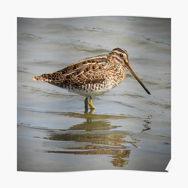 "Snipe" Poster by rh3photography Redbubble