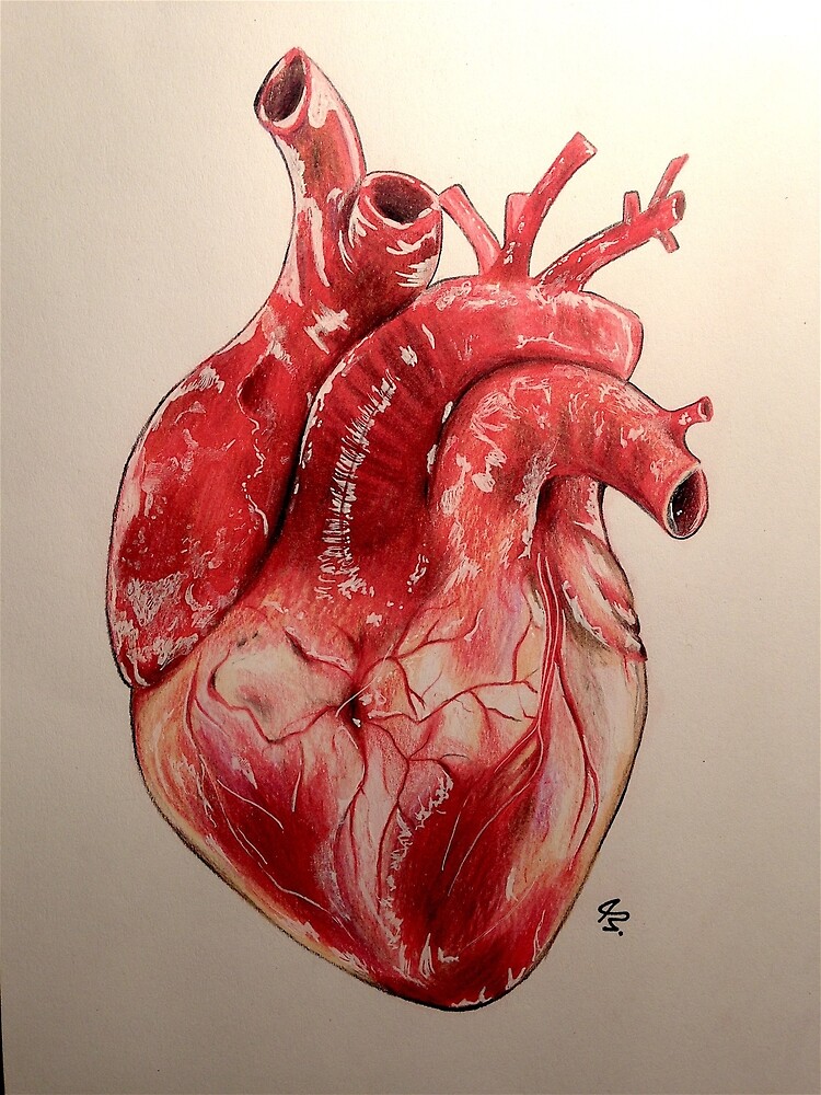 Resultado de imagen de corazon realista dibujo