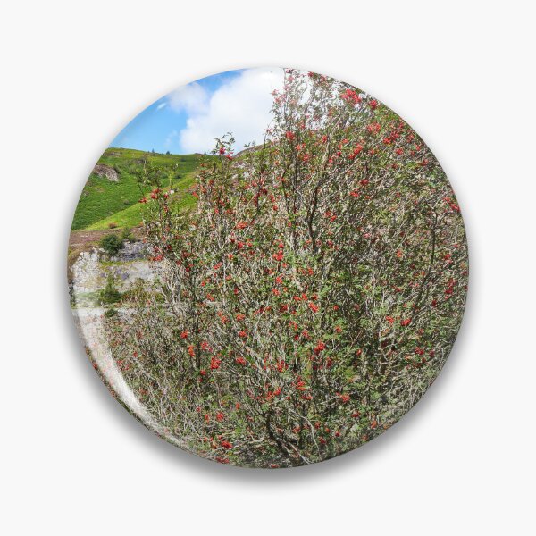 Item preview, Rowan Tree and Caban Coch Dam designed and sold by VnGphoto.