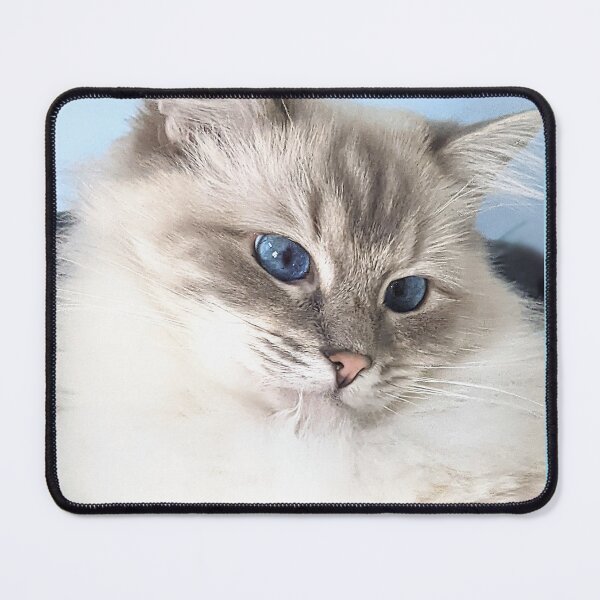 Item preview, Saoirse the ragdoll cat designed and sold by Fluffycat2020.