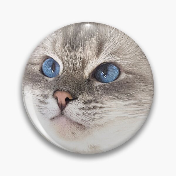 Item preview, Saoirse the ragdoll cat designed and sold by Fluffycat2020.