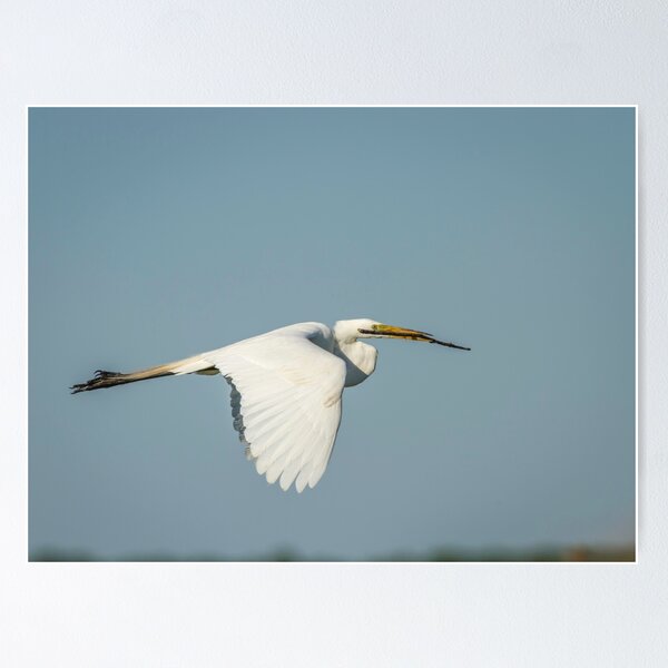 Item preview, Great Egret With Intentions designed and sold by Thomasyoung.