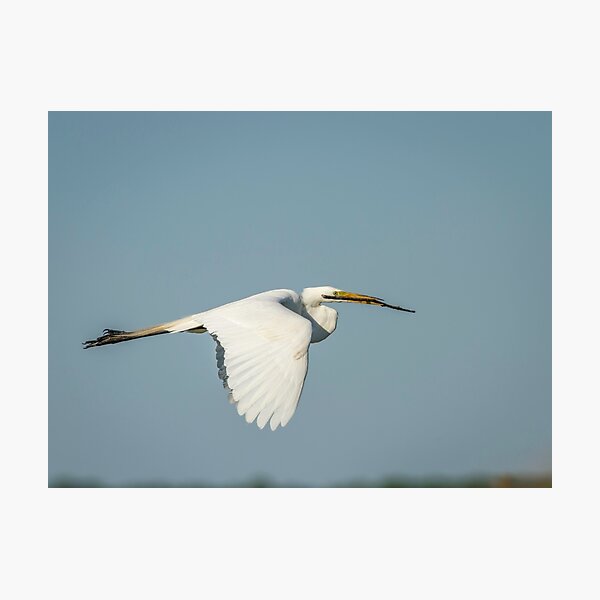 Item preview, Great Egret With Intentions designed and sold by Thomasyoung.