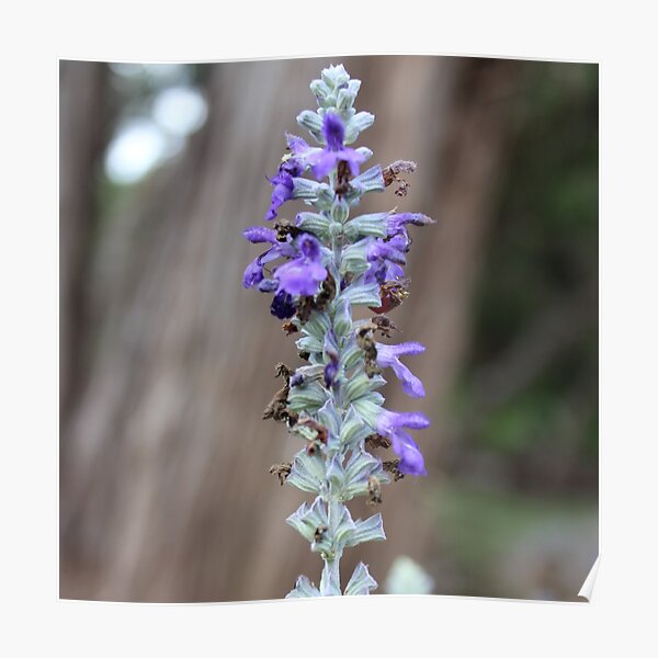 “Spire” Poster for Sale by mahaloyall | Redbubble