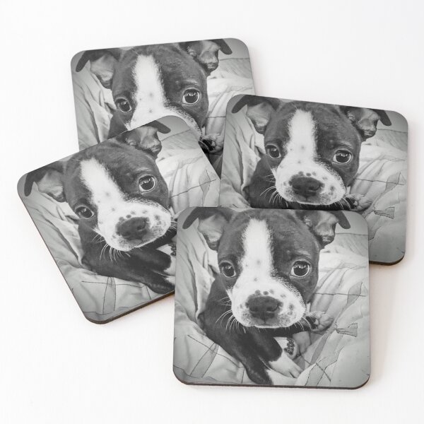 Item preview, DJ the Frenchton puppy - photograph  designed and sold by MazerolleArt.