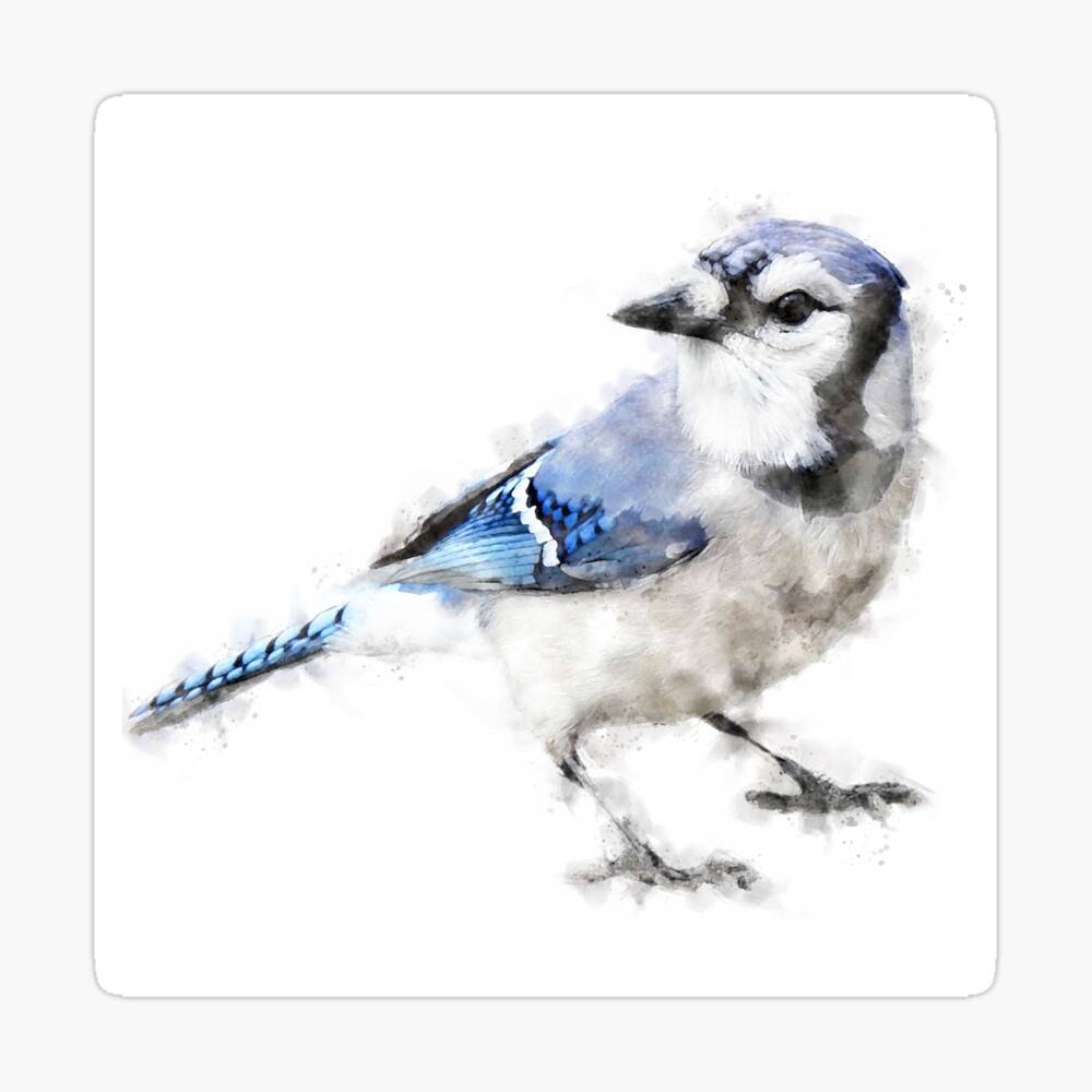 Blue jay drawing  Bird drawings, Drawings, Bird art print