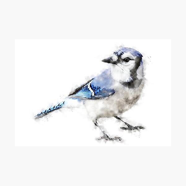 Item preview, Blue Jay Watercolour Artwork  designed and sold by Typeglyphs.