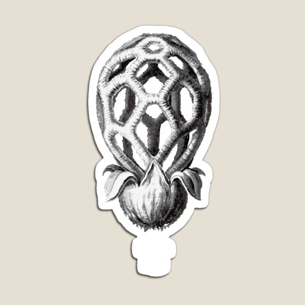 iFunch app icon Magnet