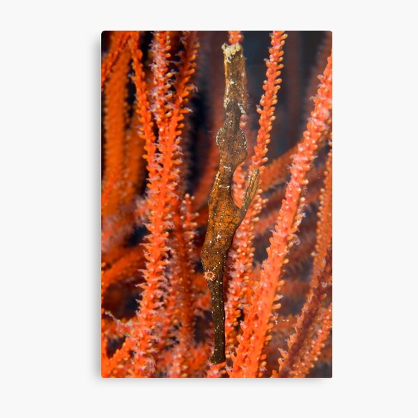 Ghost Pipefish, Kimbe Bay, Papua New Guinea Metal Print