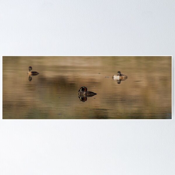 Item preview, Australasian Grebe designed and sold by TJMPHOTOGRAPHY.