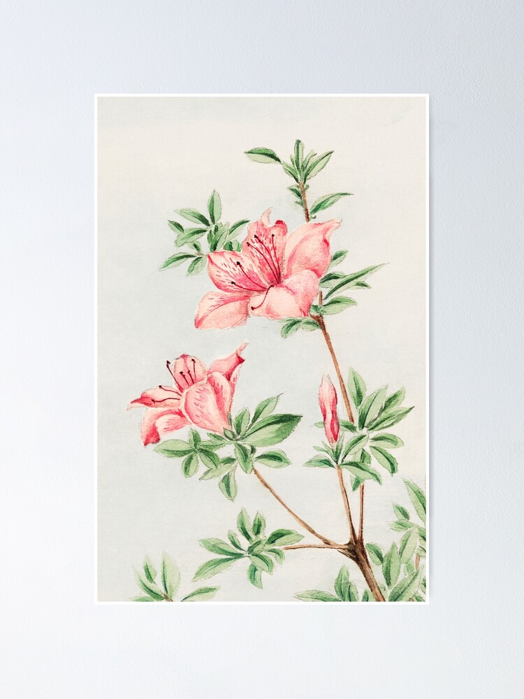 Póster «Pintura vintage japonesa de azalea rosa - hojas y flores botánicas»  de sibudas | Redbubble