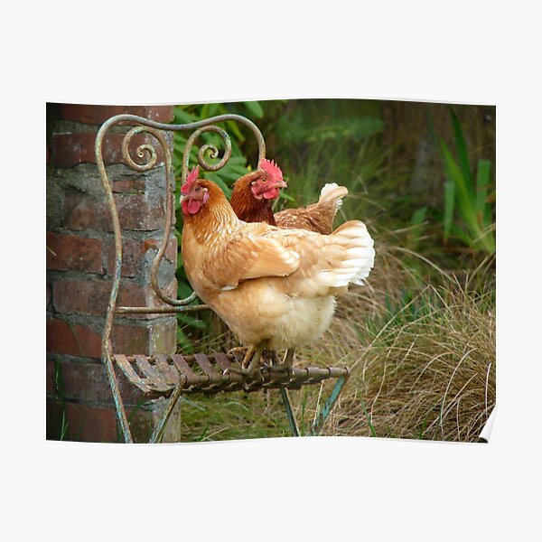 We Are The "CHAIRful" Chooks Of Tranquillity! Chooks - NZ Poster