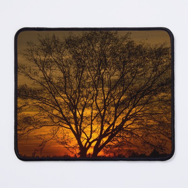 Item preview, The evening sun lighting up a lonely tree designed and sold by hugobraun.