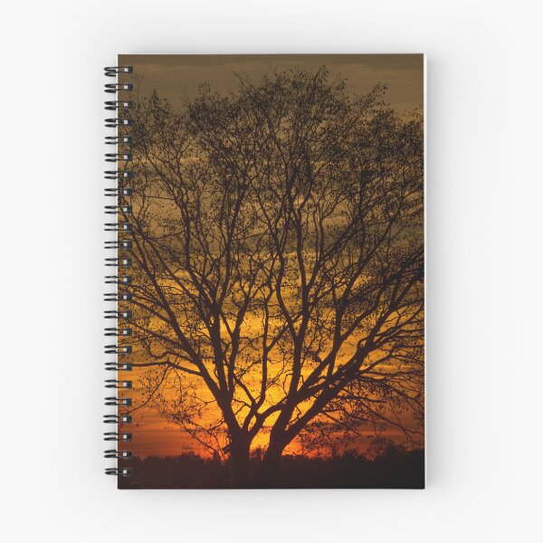 Item preview, The evening sun lighting up a lonely tree designed and sold by hugobraun.