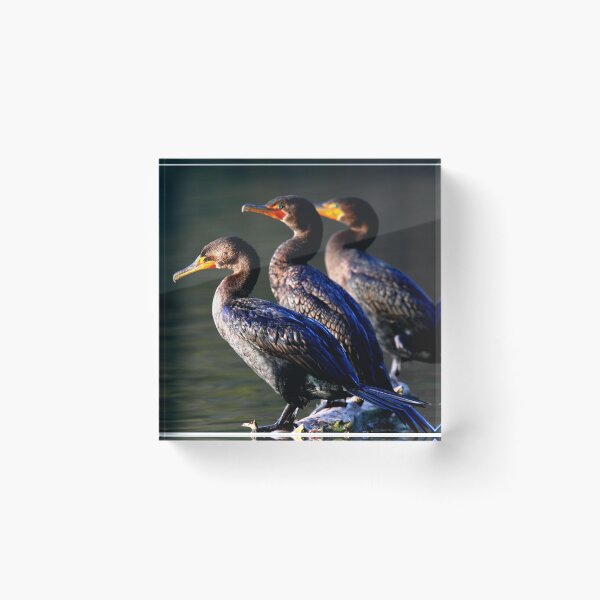 Item preview,  Cormorant photo with high resolution quality designed and sold by Allyouneed-2.