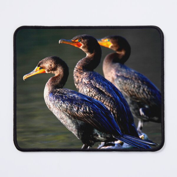 Item preview, Cormorant photo with high resolution quality designed and sold by Allyouneed-2.