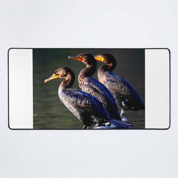 Item preview, Cormorant photo with high resolution quality designed and sold by Allyouneed-2.