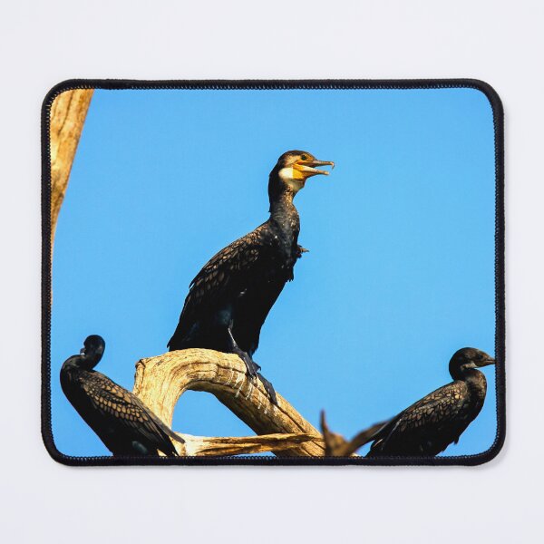 Item preview, Cormorant photo with high resolution quality designed and sold by Allyouneed-2.