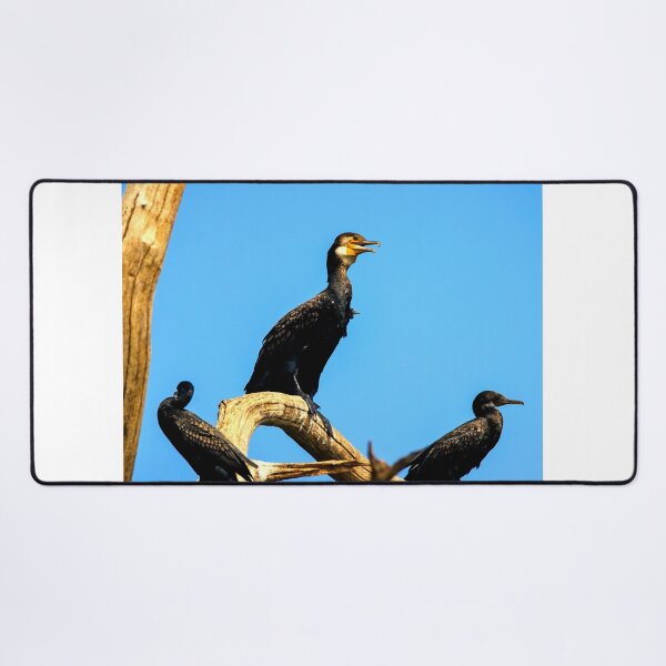 Item preview, Cormorant photo with high resolution quality designed and sold by Allyouneed-2.