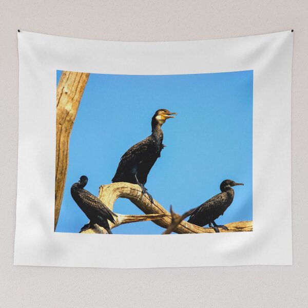 Item preview,  Cormorant photo with high resolution quality designed and sold by Allyouneed-2.