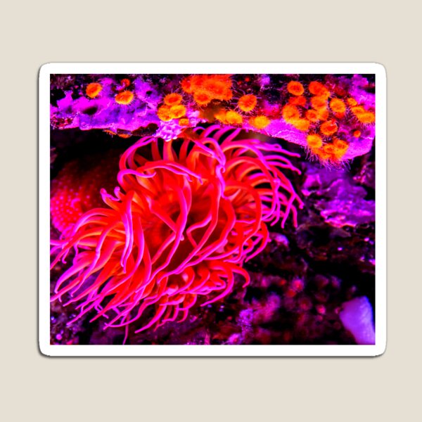 Item preview, Sea anemone photo with high resolution quality designed and sold by Allyouneed-2.