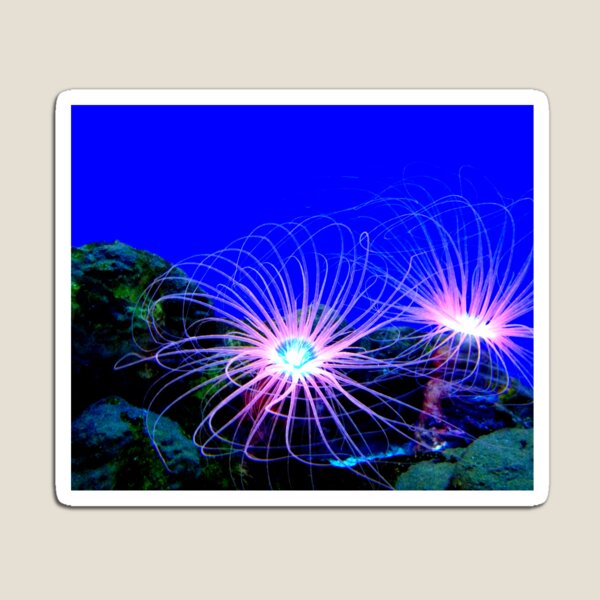 Item preview, Sea anemone photo with high resolution quality designed and sold by Allyouneed-2.