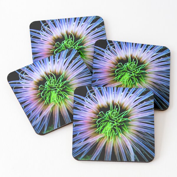 Item preview, Sea anemone photo with high resolution quality designed and sold by Allyouneed-2.