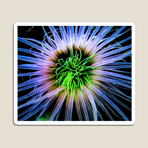 Item preview, Sea anemone photo with high resolution quality designed and sold by Allyouneed-2.