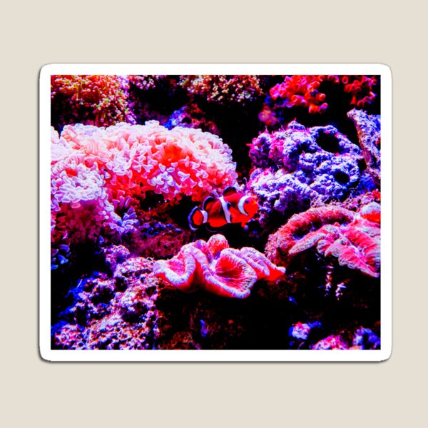 Item preview, Sea anemone photo with high resolution quality designed and sold by Allyouneed-2.
