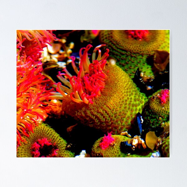 Item preview, Sea anemone photo with high resolution quality designed and sold by Allyouneed-2.