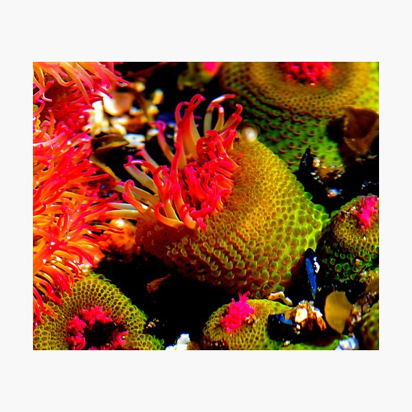 Item preview, Sea anemone photo with high resolution quality designed and sold by Allyouneed-2.