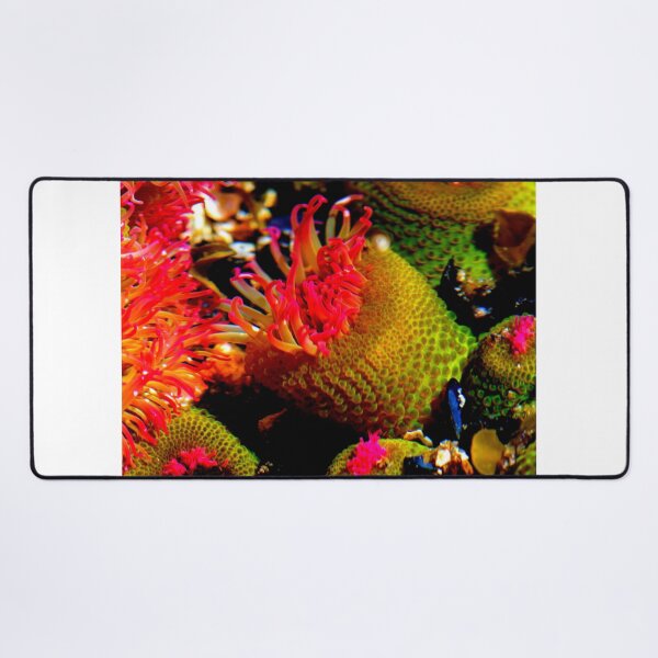 Item preview, Sea anemone photo with high resolution quality designed and sold by Allyouneed-2.
