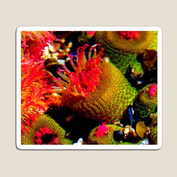Item preview, Sea anemone photo with high resolution quality designed and sold by Allyouneed-2.